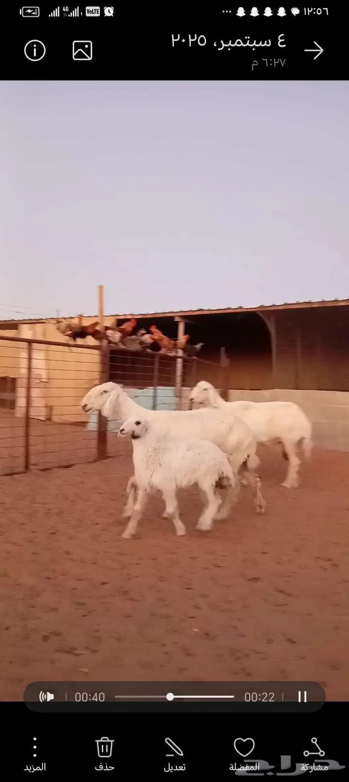 للبيع 2عيسيات طيبه 2تحتها 3 وحده معها توم 5