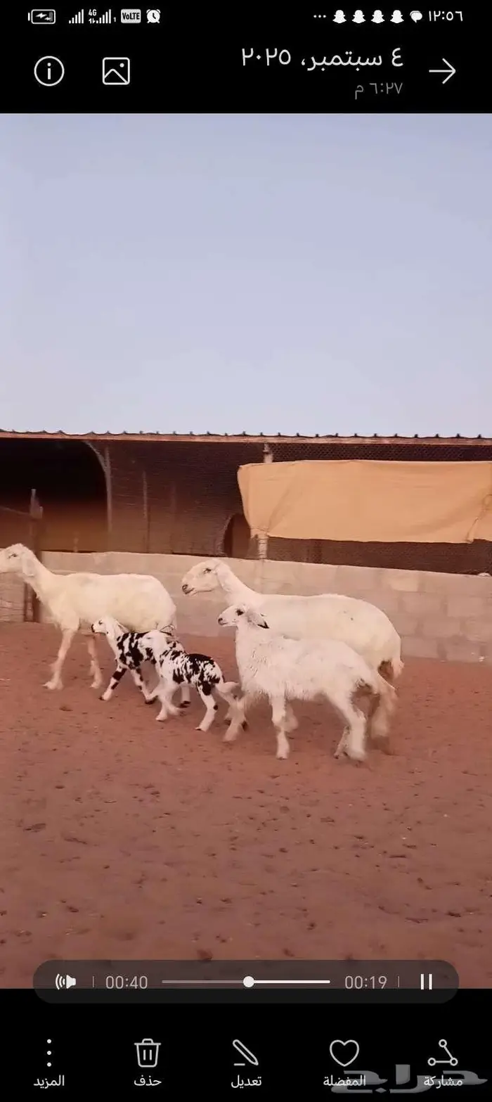للبيع 2عيسيات طيبه 2تحتها 3 وحده معها توم 6