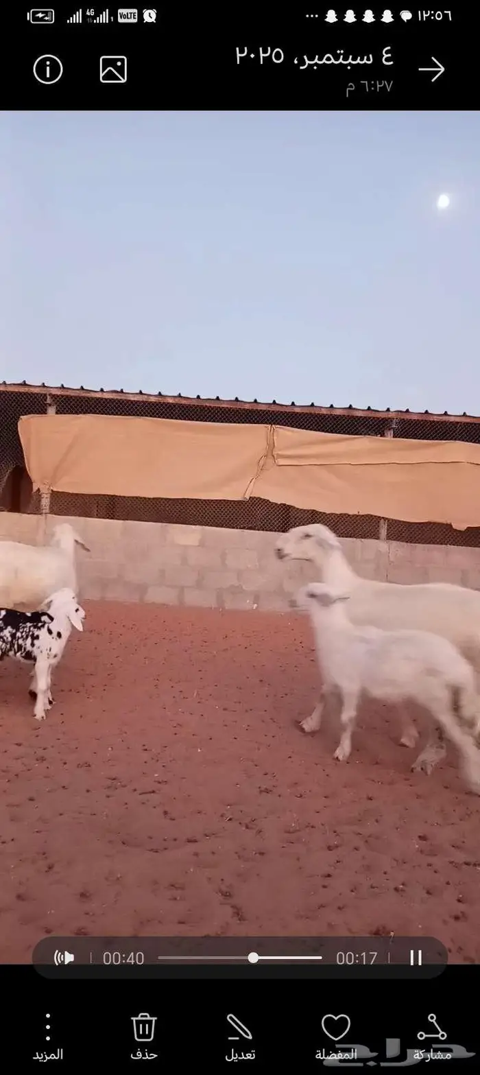 للبيع 2عيسيات طيبه 2تحتها 3 وحده معها توم 4