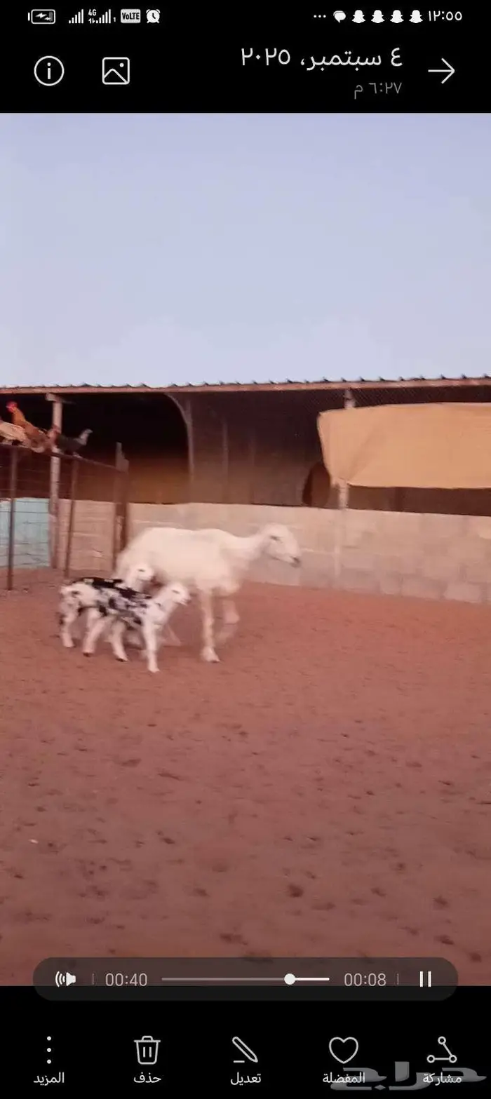 للبيع 2عيسيات طيبه 2تحتها 3 وحده معها توم 1