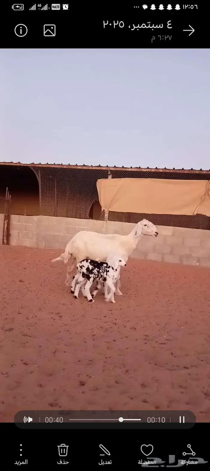للبيع 2عيسيات طيبه 2تحتها 3 وحده معها توم 3