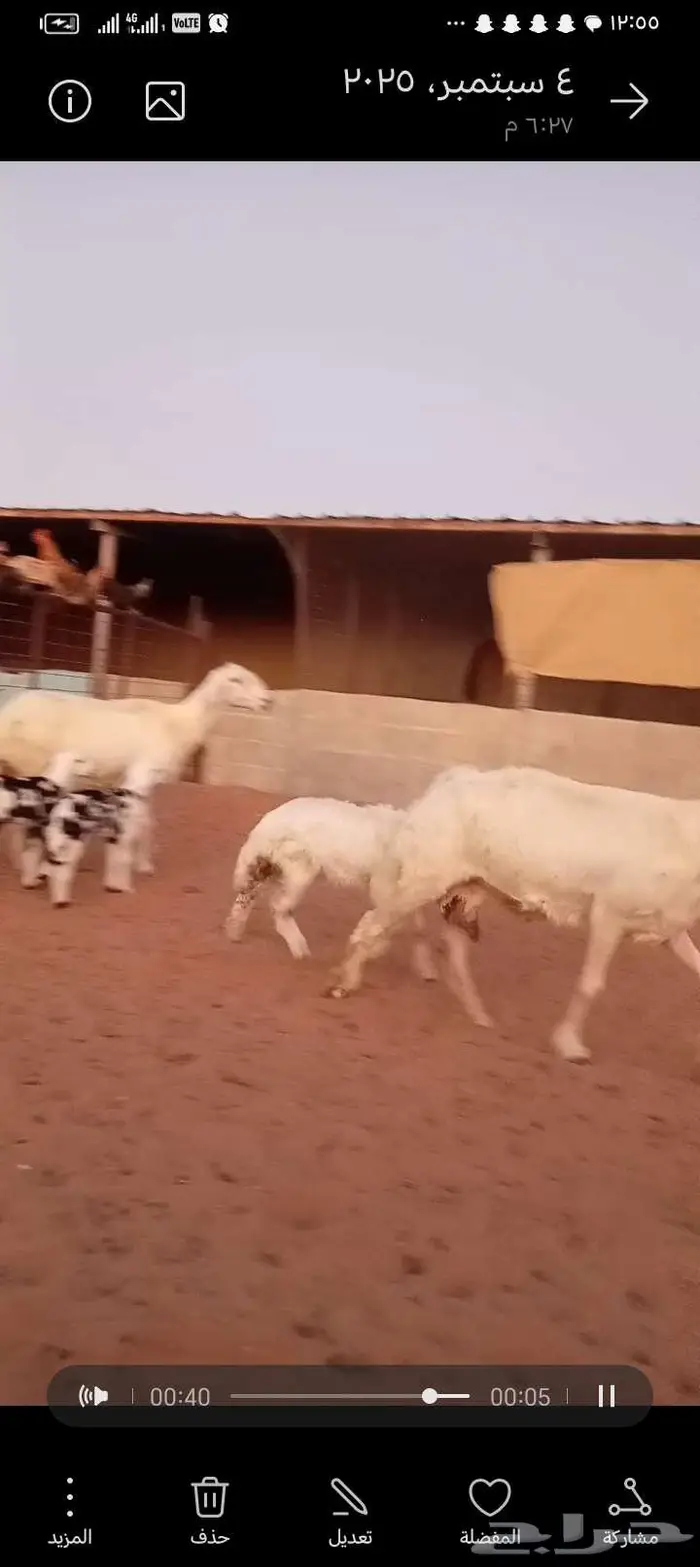 للبيع 2عيسيات طيبه 2تحتها 3 وحده معها توم 2
