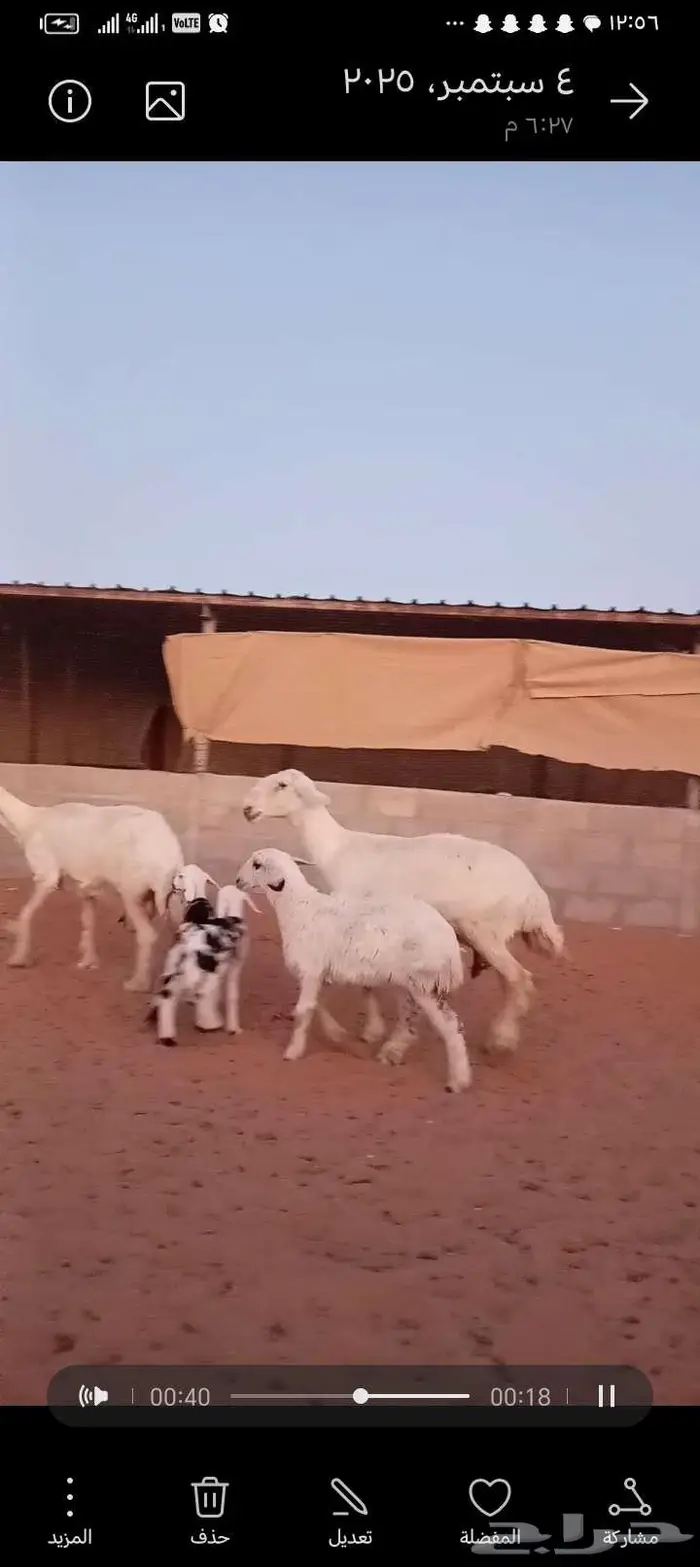 للبيع 2عيسيات طيبه 2تحتها 3 وحده معها توم 0