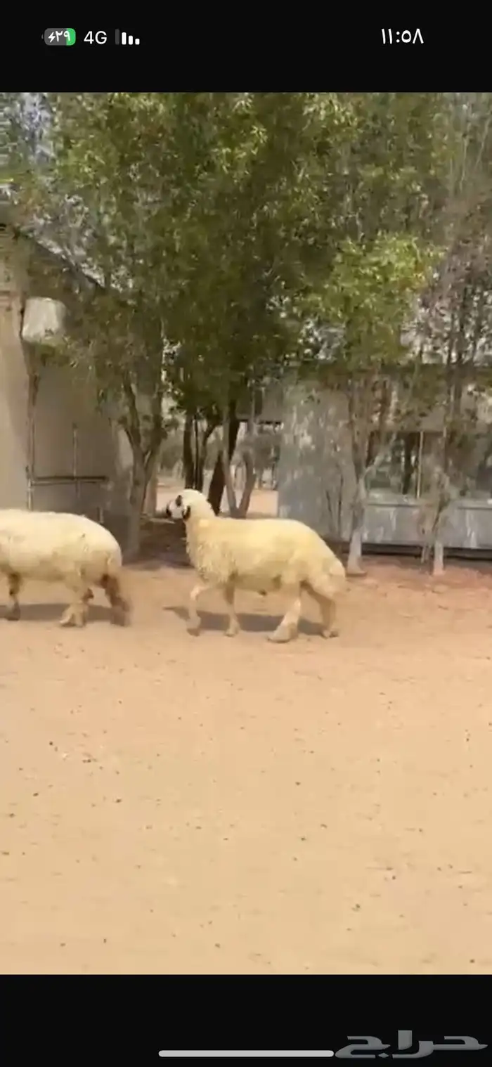فحل عربي ابيض مكحل 0