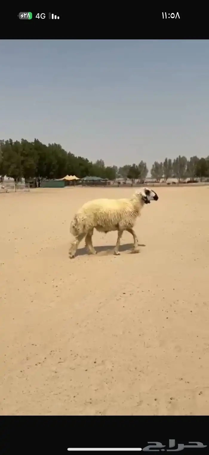 فحل عربي ابيض مكحل 6