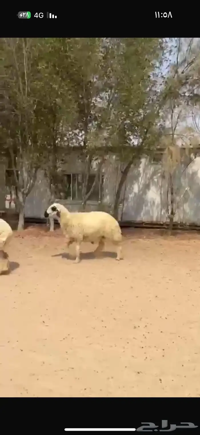 فحل عربي ابيض مكحل 1