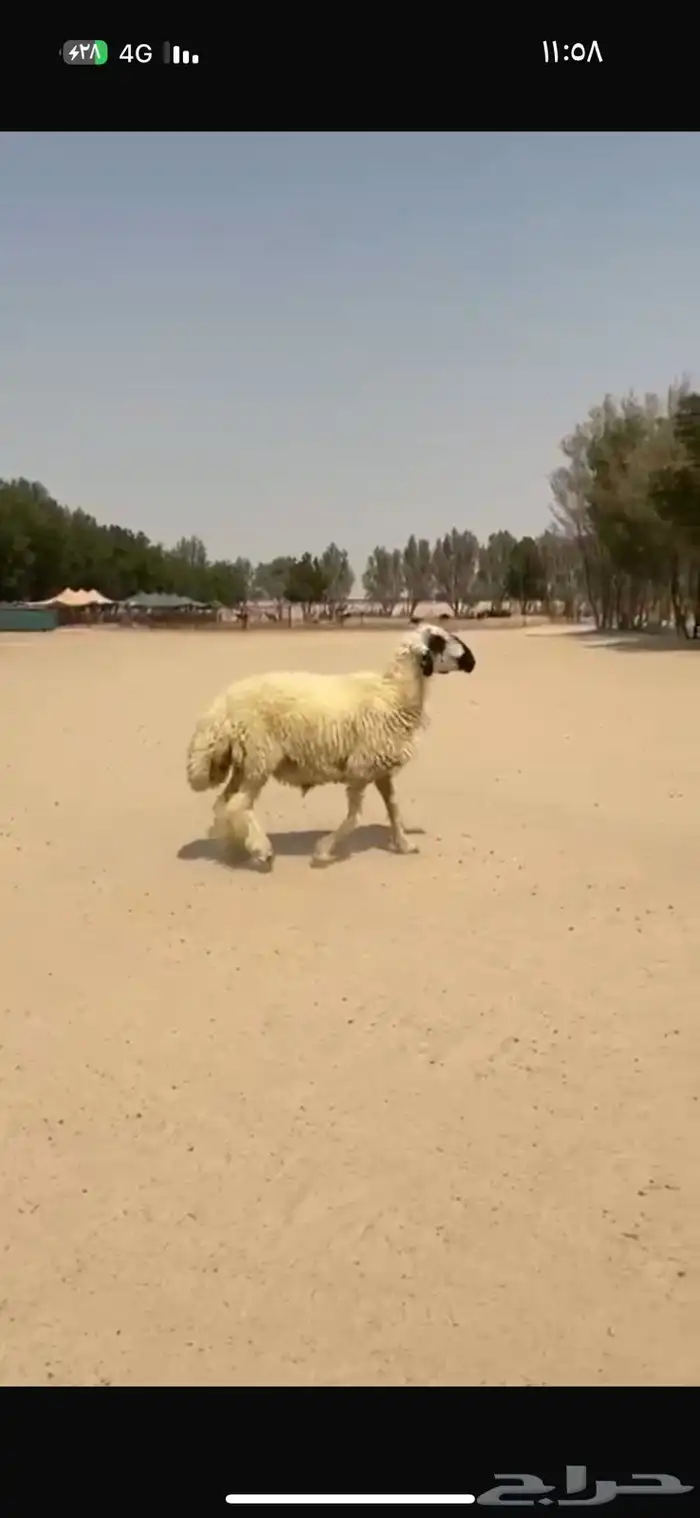 فحل عربي ابيض مكحل 3