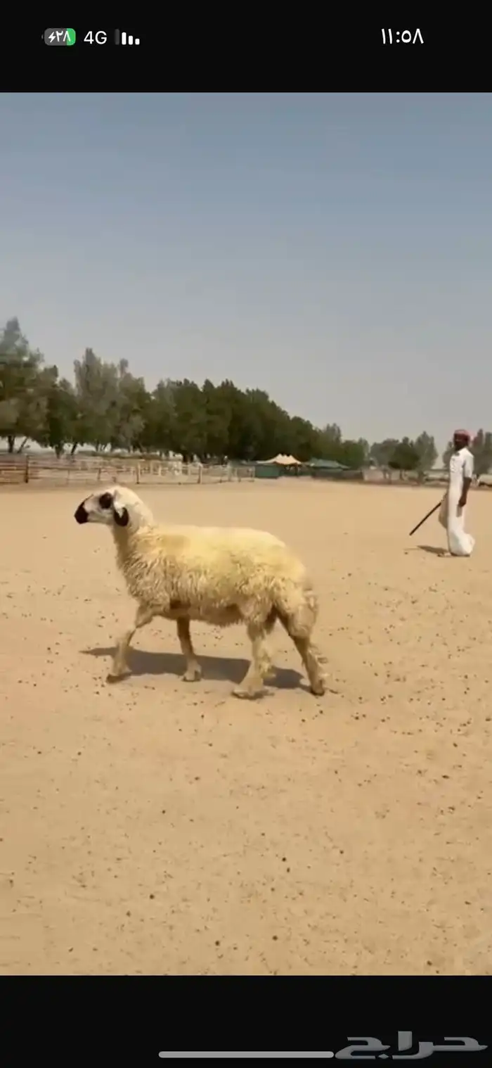 فحل عربي ابيض مكحل 5