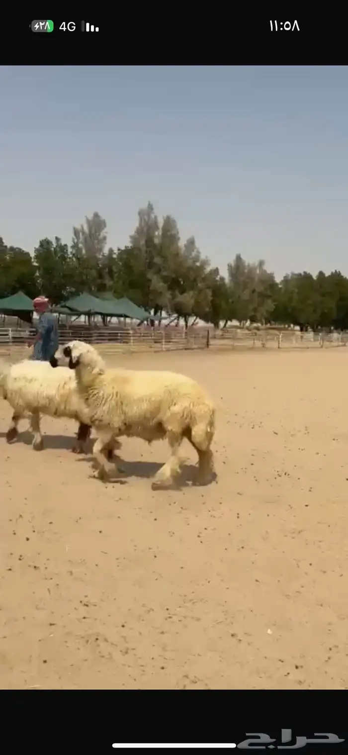 فحل عربي ابيض مكحل 4