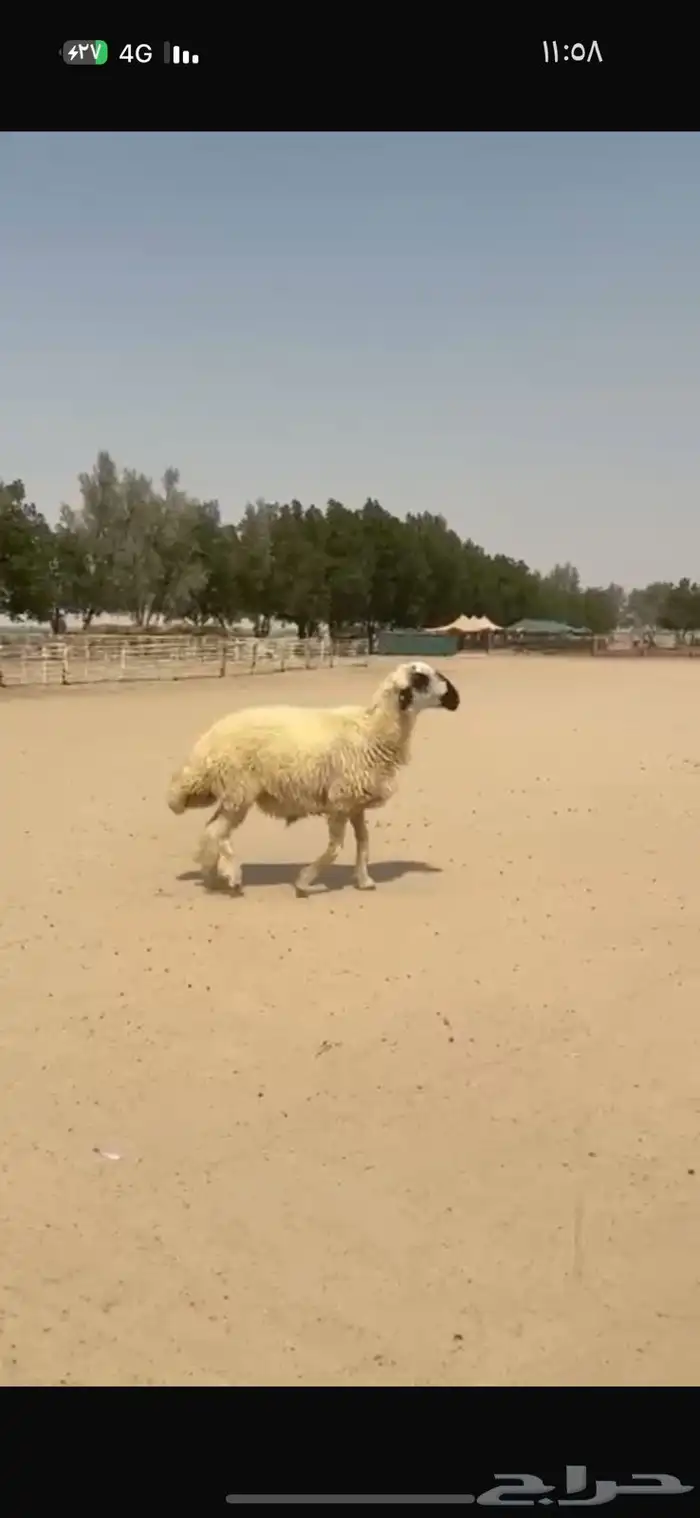 فحل عربي ابيض مكحل 7
