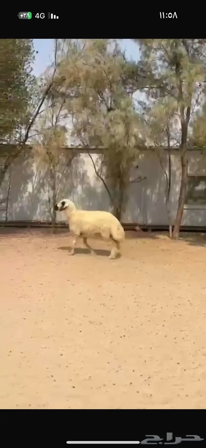 فحل عربي ابيض مكحل 2