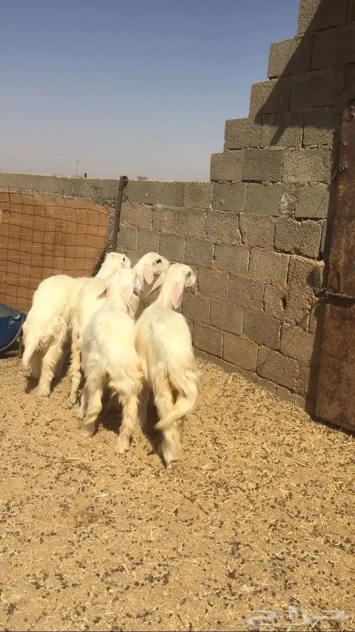 مشاريع فحول ورخال عيسيات 4