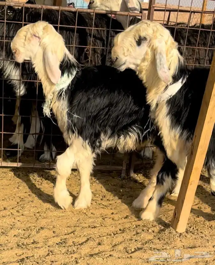 طليان نجد خصم فيها مشاريع او ربط 4