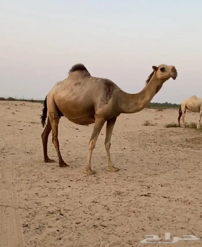 لقحه شقحا ككفو وطيبه متلي اولادها قريب باذن الله 2