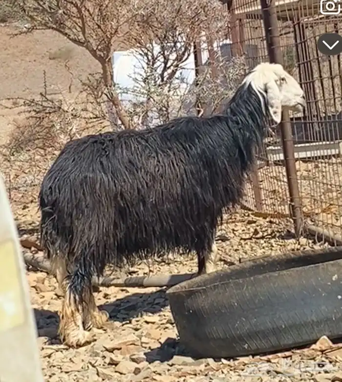 نعجه 0