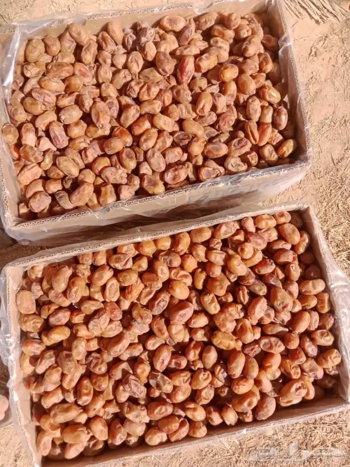 تمور للبيع 2