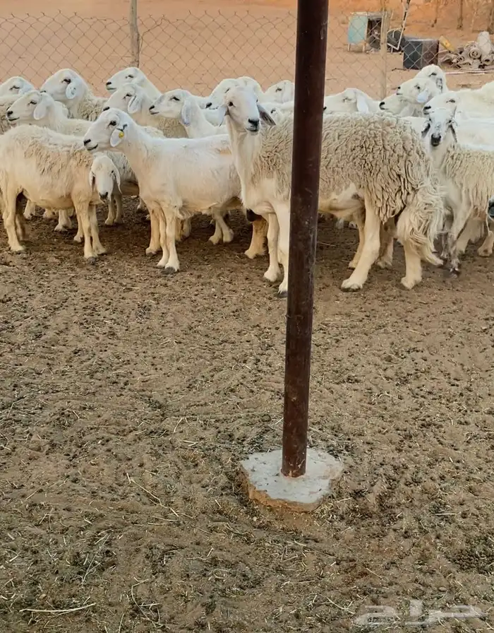 غنم حريات البيع 2