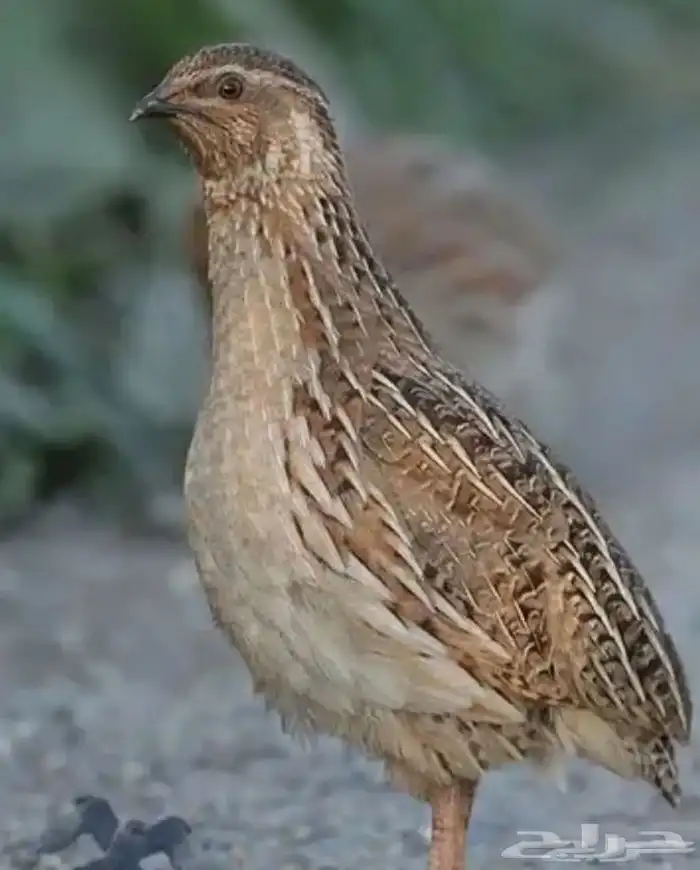 يوجد مريعي سمان للبيع 0