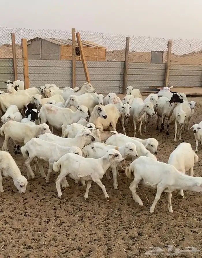 غنم رفيد موليد 2