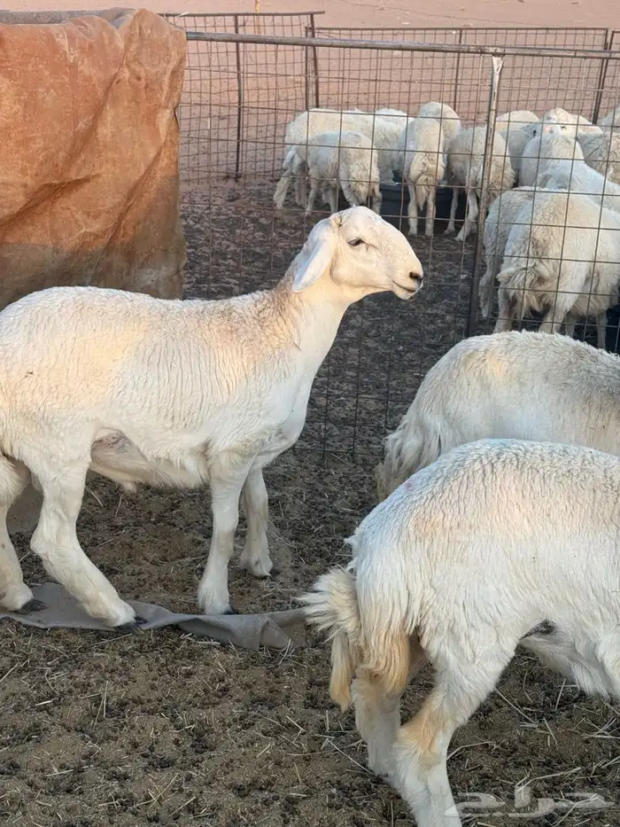 فحل حري جذع طيب العمر 8 شهور شرط النسف 0