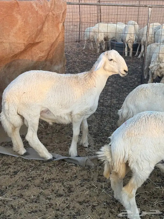فحل حري جذع طيب العمر 8 شهور شرط النسف 1