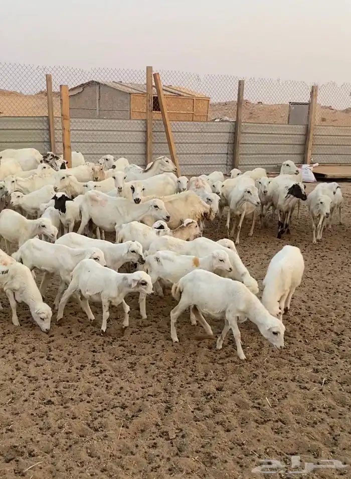 غنم رفيد موليد 1