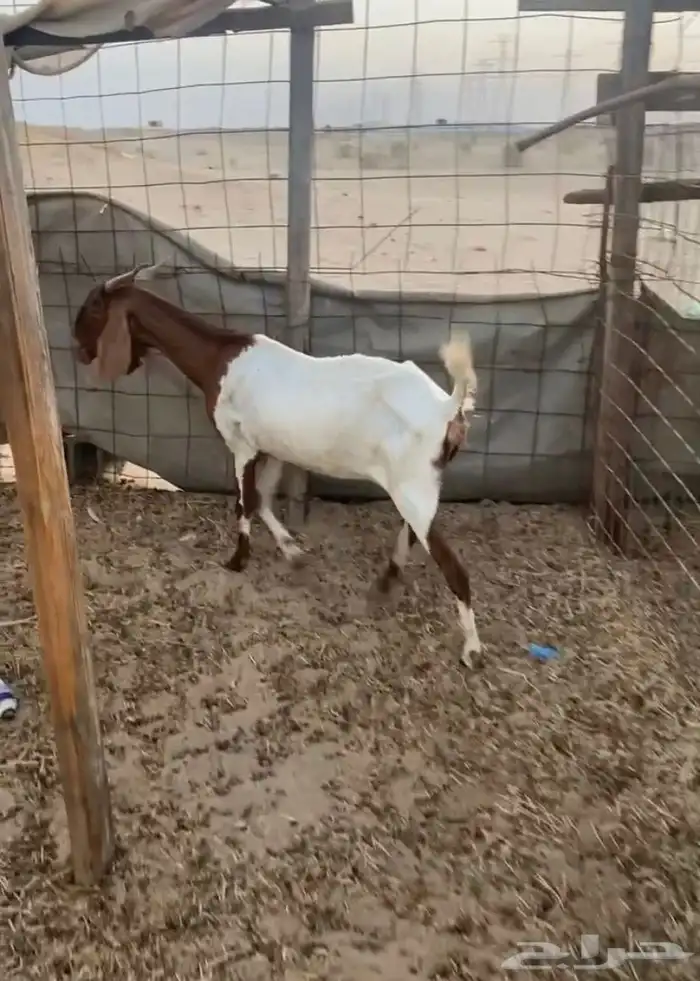ماعز 1