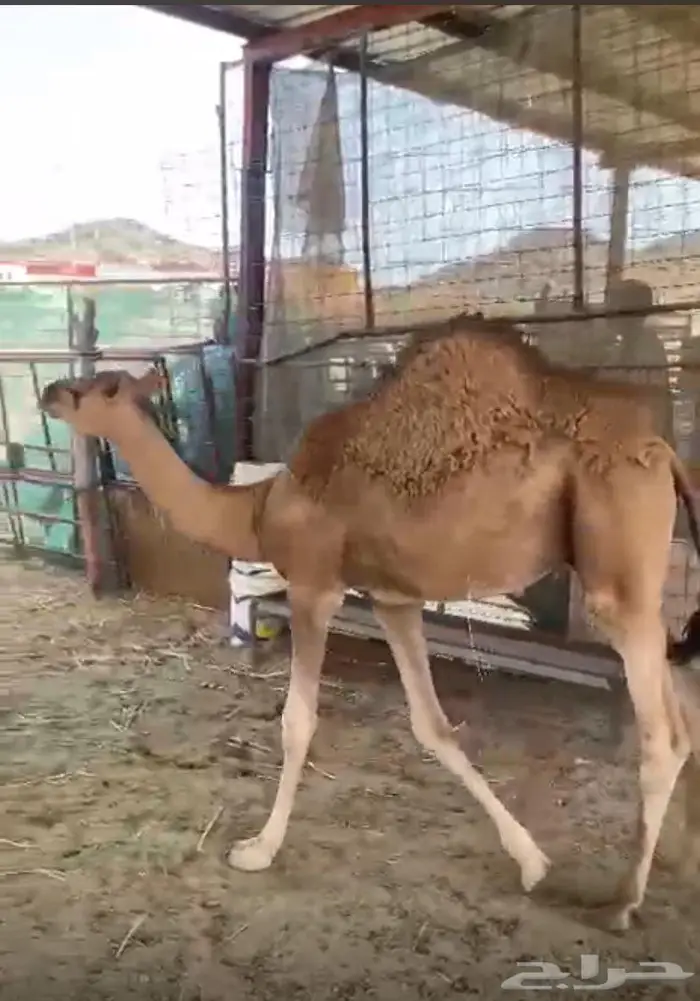 قعود ابو 8 اشهر 0