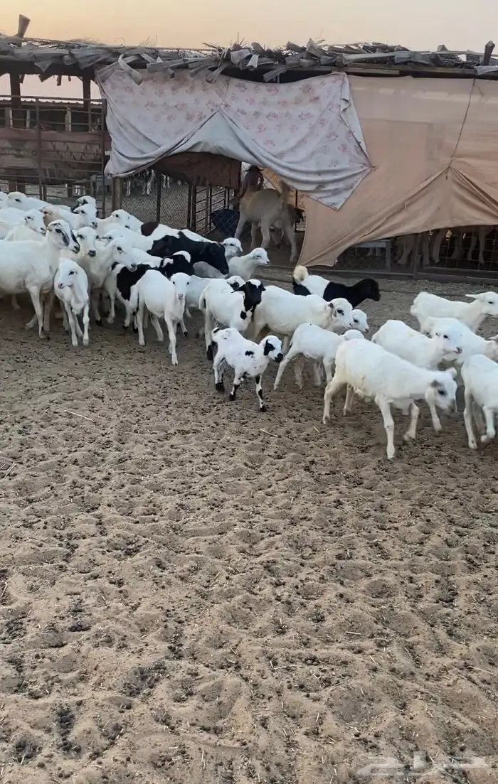 غنم رفيد موليد 3
