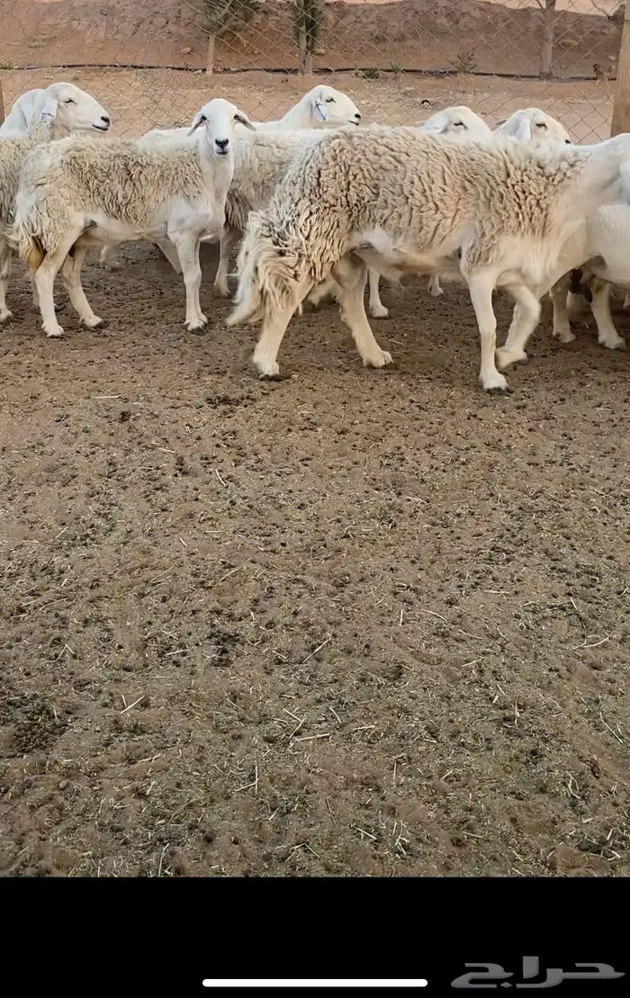 غنم حريات البيع 0