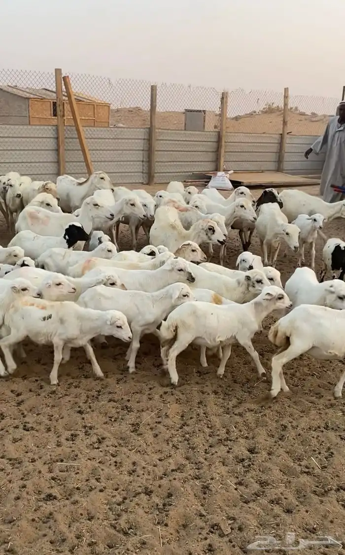 غنم رفيد موليد 0