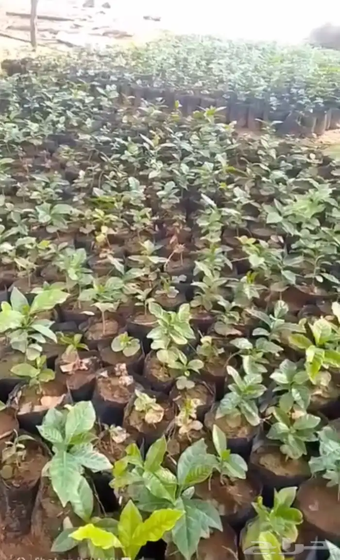شتلات بن ( قهوه) خولاني 0