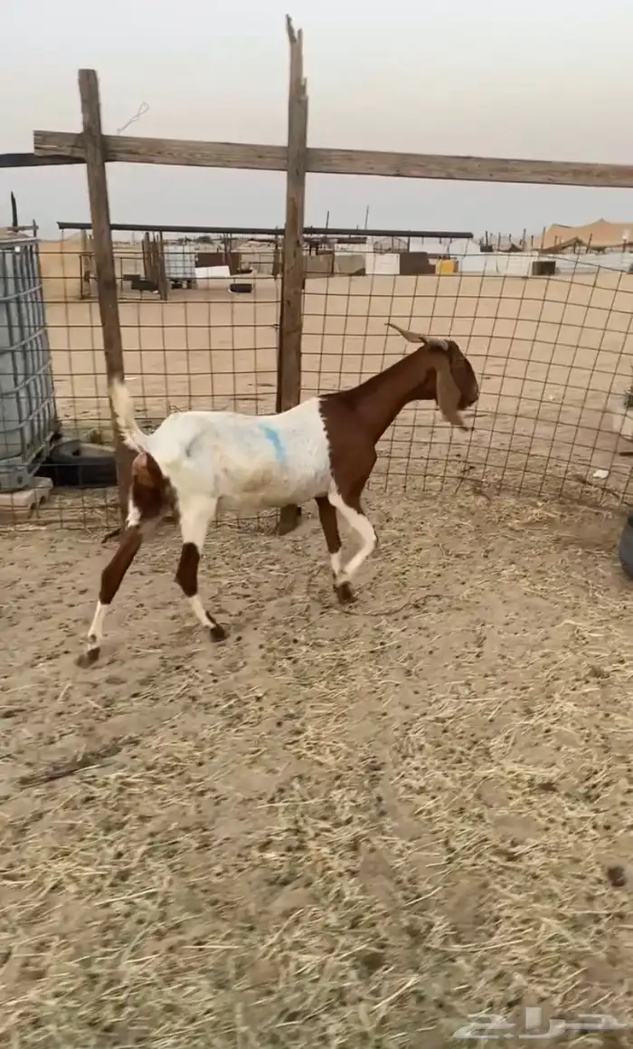 ماعز 0