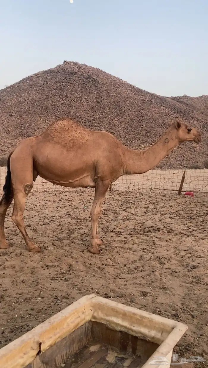 القحه شماليه. تم اللبيع 1