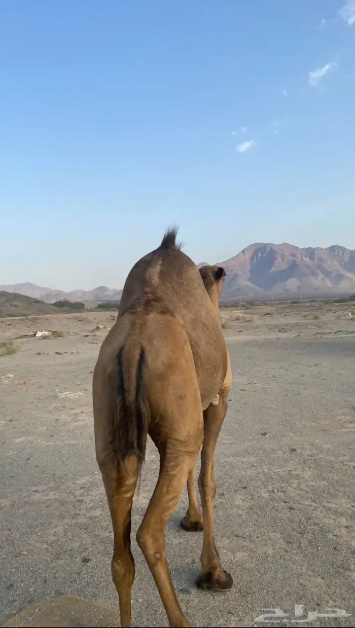 اعرض لكم ناقه لقحه 1