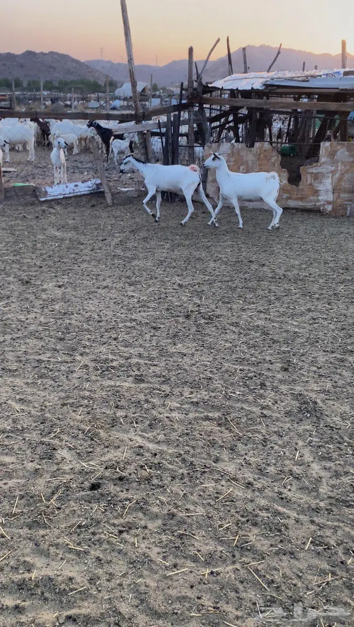 معزا دفيع قريب ولاده 1