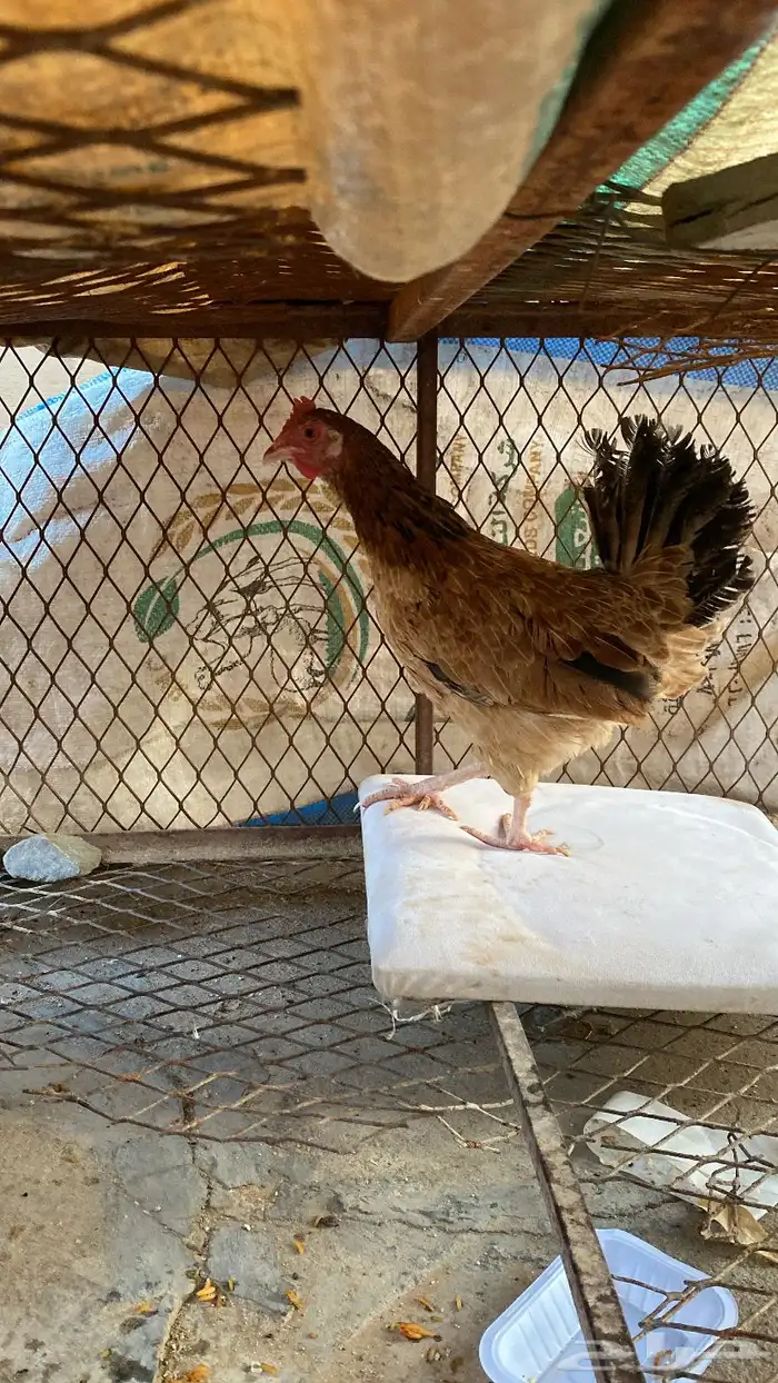 دجاج للبيع 9