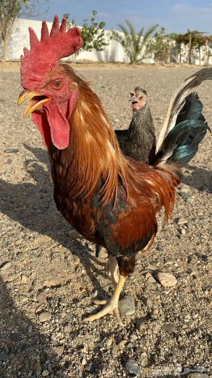 دجاج للبيع 0