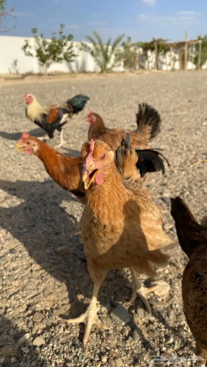 دجاج للبيع 2