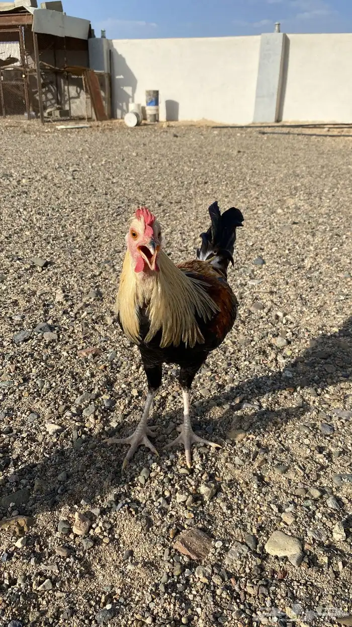 دجاج للبيع 7