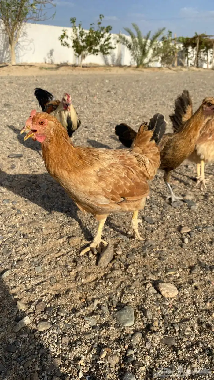 دجاج للبيع 1