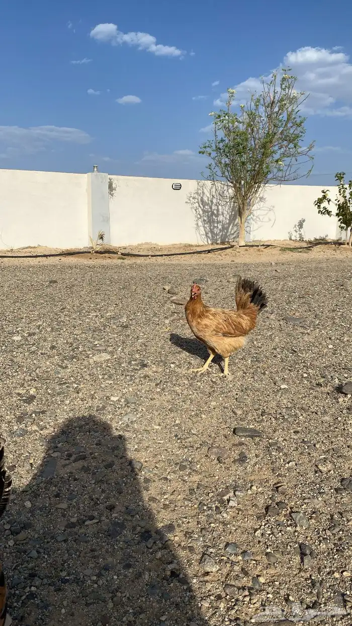 دجاج للبيع 4