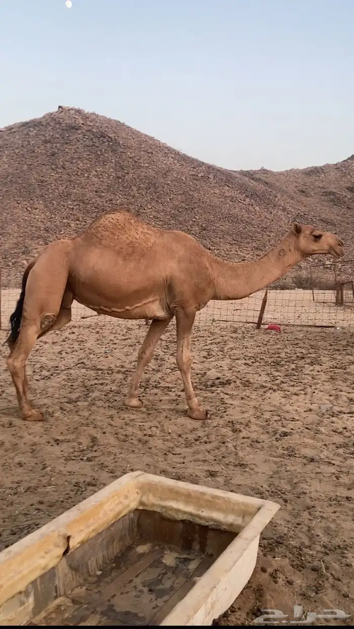 القحه شماليه. تم اللبيع 2