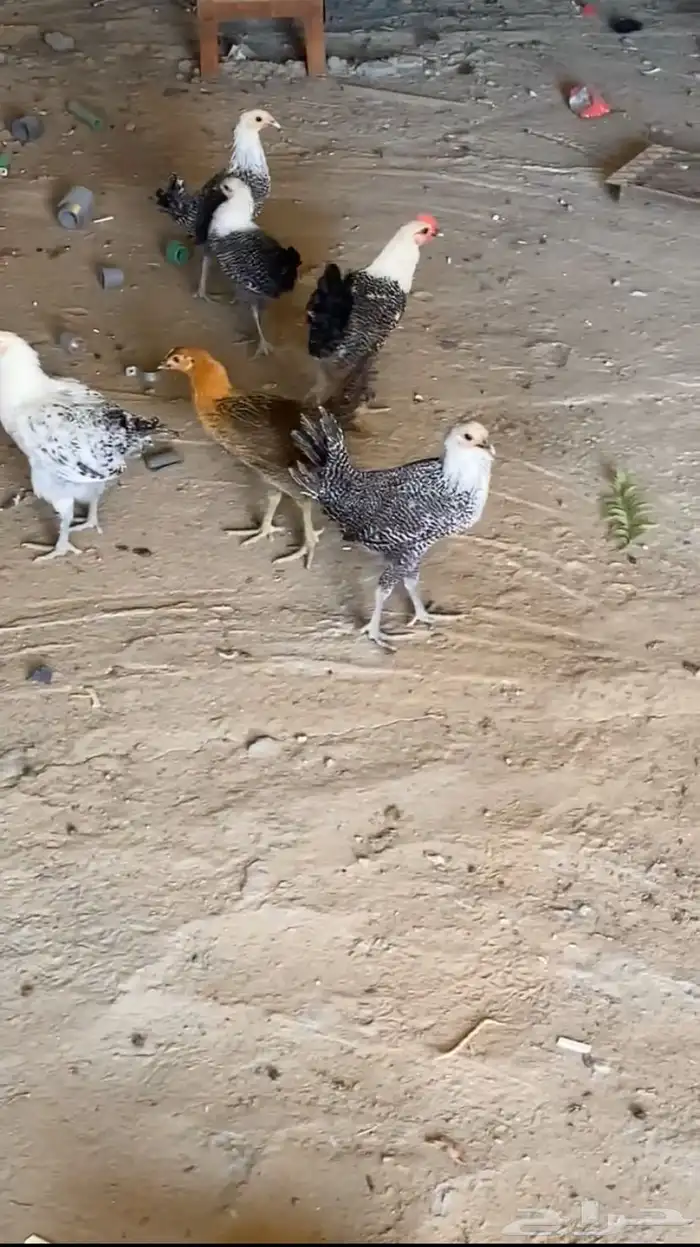 طيور 0