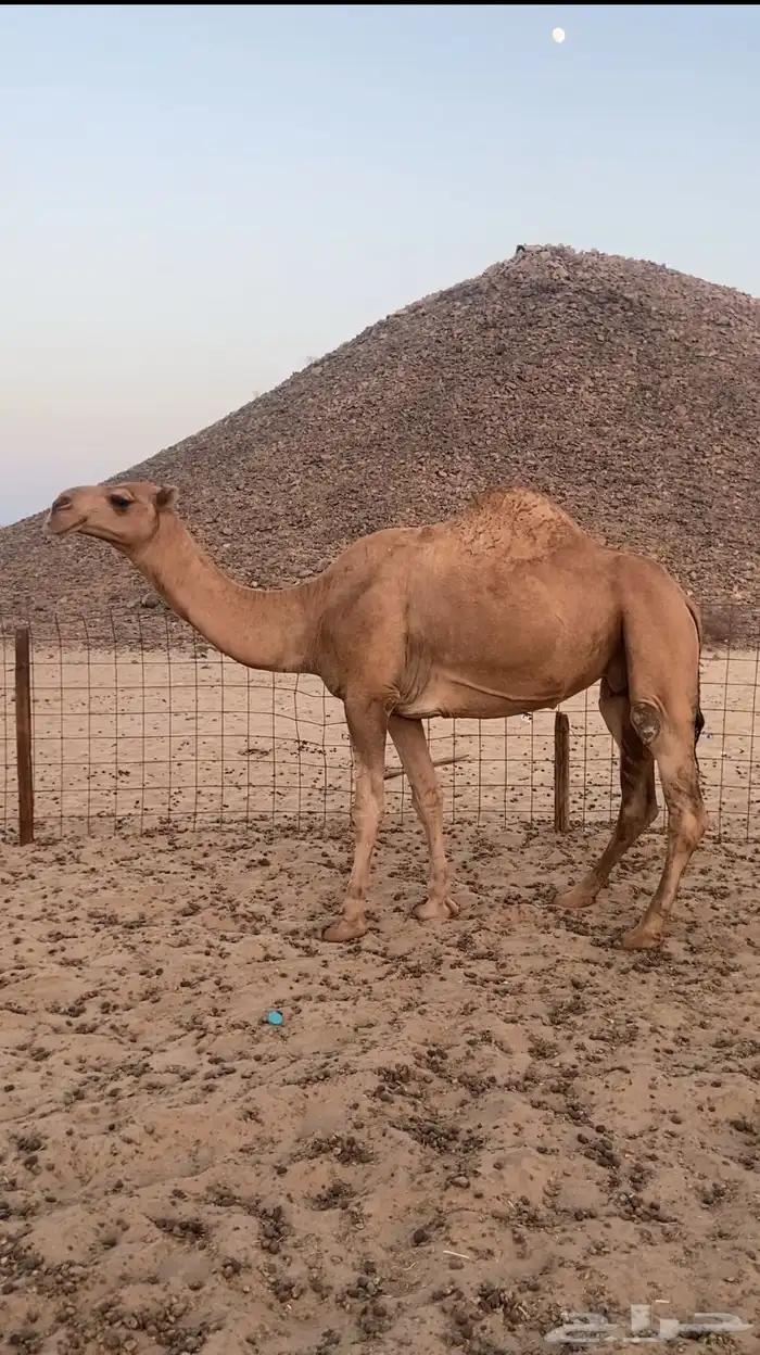 القحه شماليه. تم اللبيع 3
