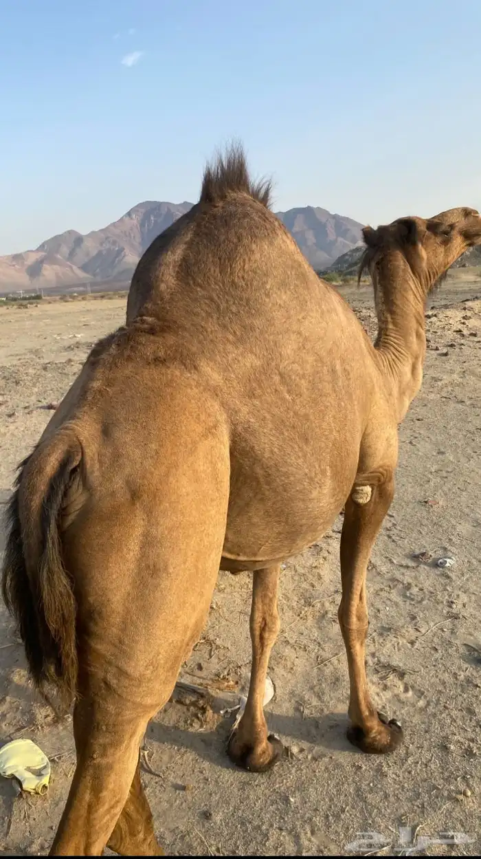 اعرض لكم ناقه لقحه 3
