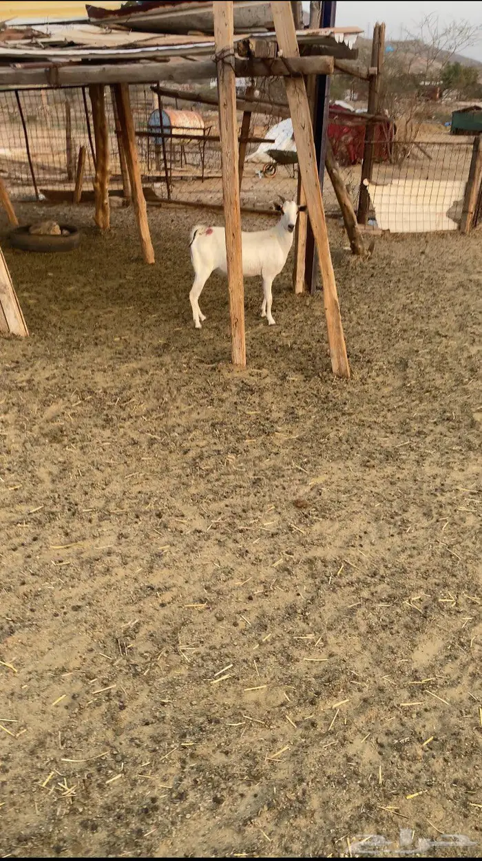 معزا دفيع قريب ولاده 3