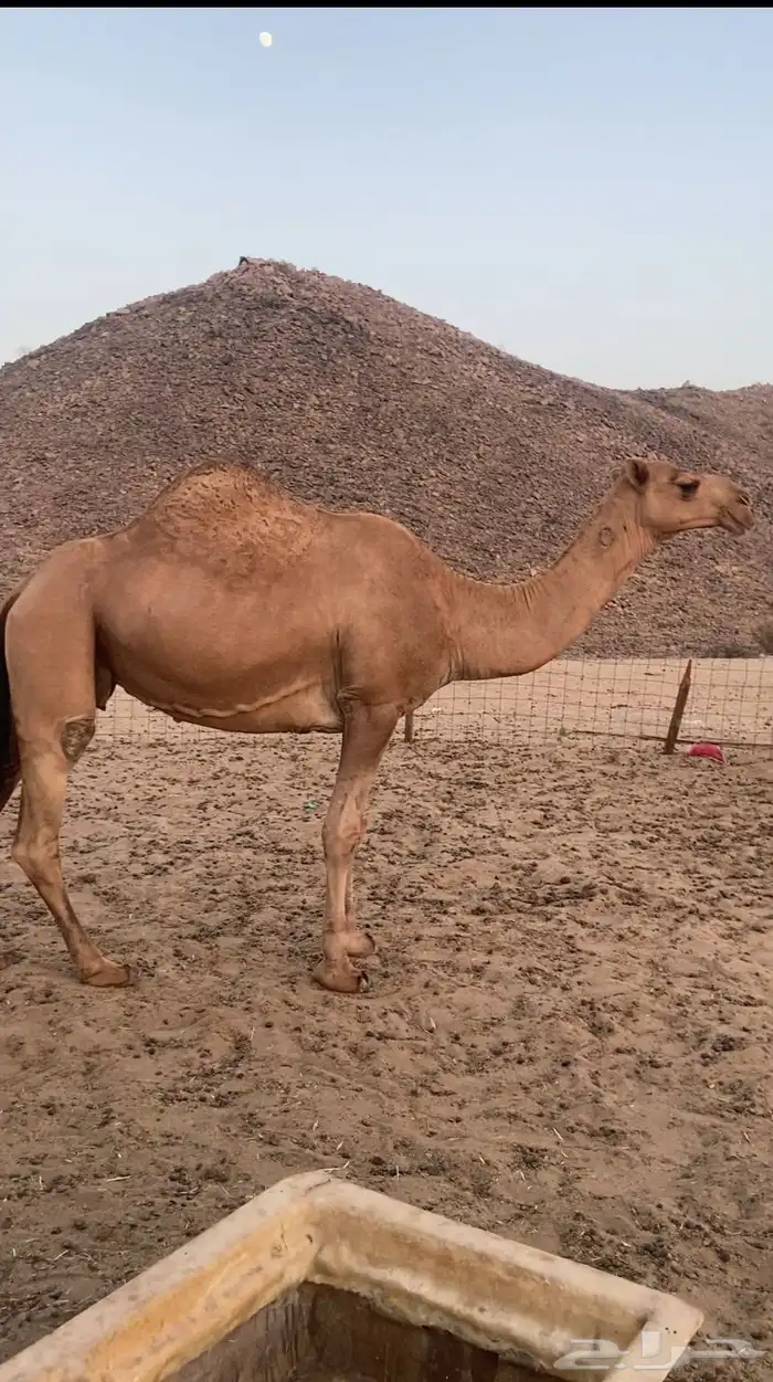 القحه شماليه. تم اللبيع 0