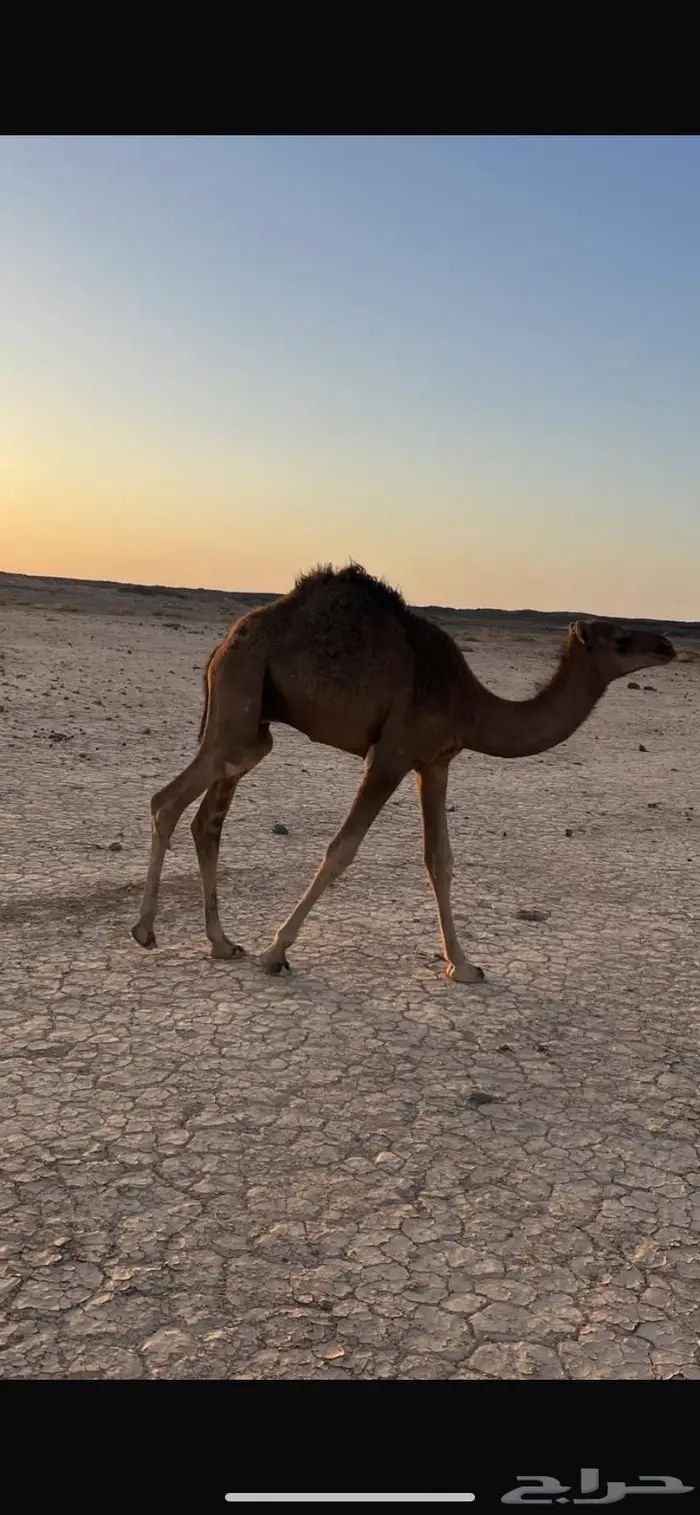قعدان 5 العمر 8 شهور الموقع الشملي 4