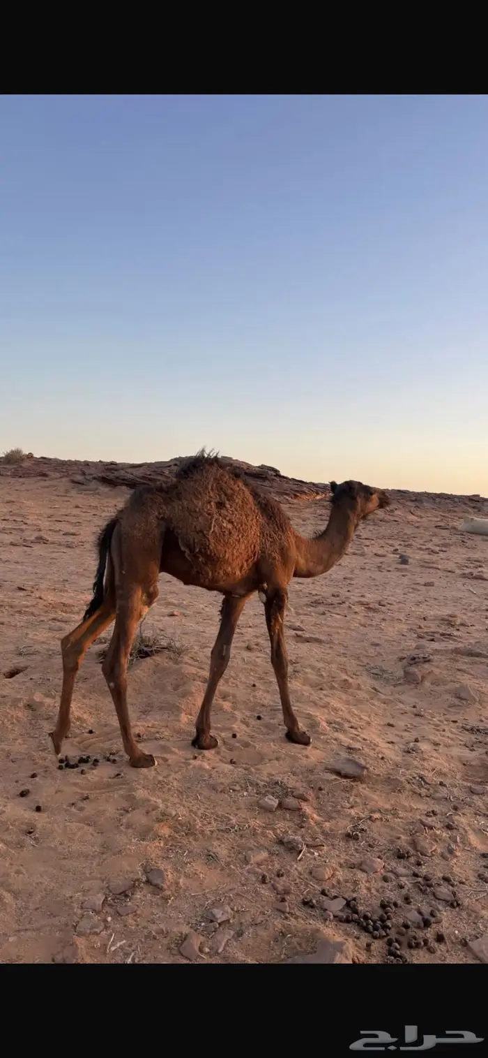 قعدان 5 العمر 8 شهور الموقع الشملي 3